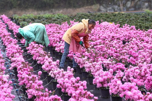 社会 百里杜鹃 花卉产业开出 花样经济